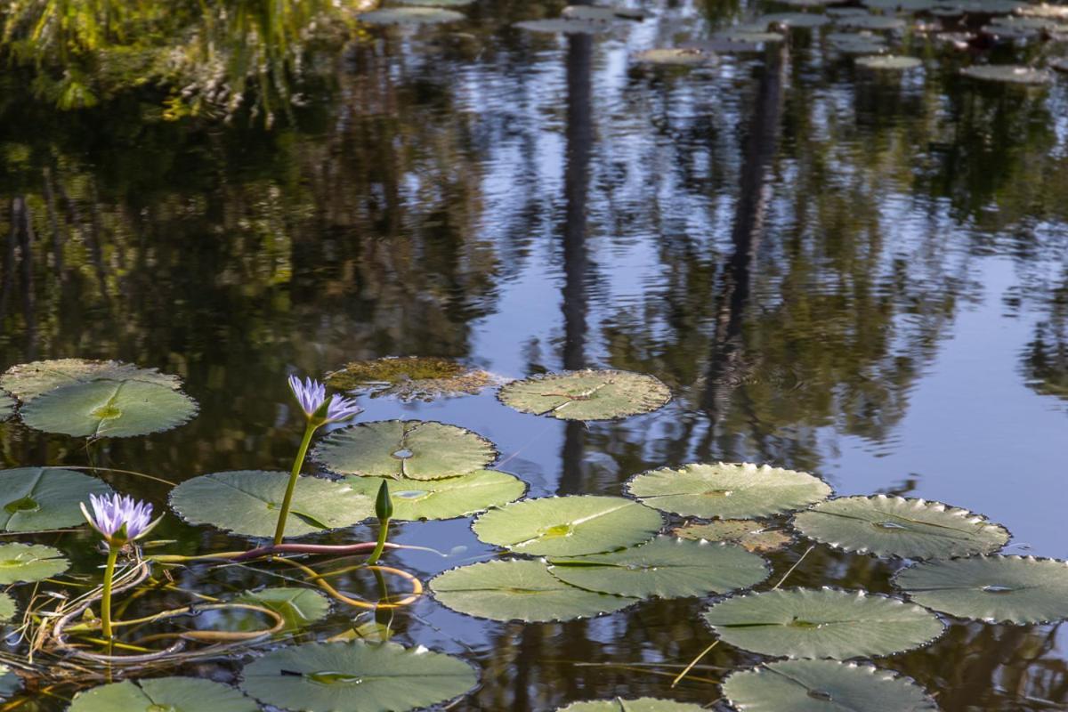 Lake Weyba Cottages Noosa Peregian Beach Bagian luar foto