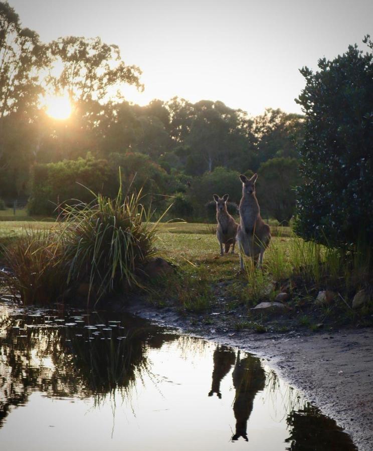 Lake Weyba Cottages Noosa Peregian Beach Bagian luar foto