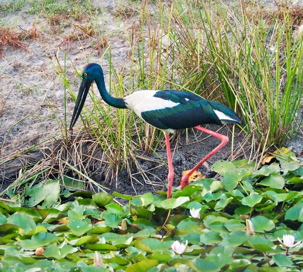 Lake Weyba Cottages Noosa Peregian Beach Bagian luar foto