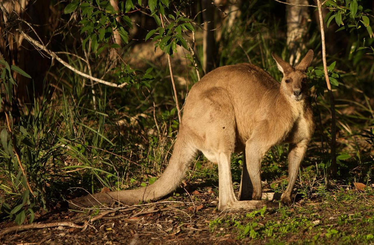 Lake Weyba Cottages Noosa Peregian Beach Bagian luar foto
